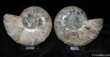 Unusual Desmoceras Ammonite Split Pair #387-2